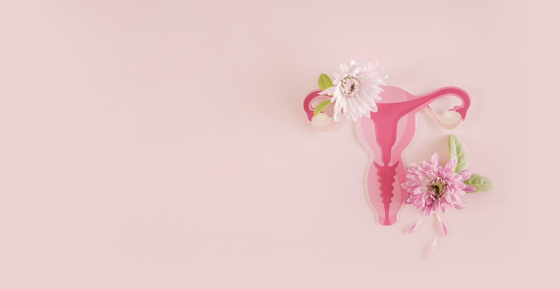 Uterus with flowers on a pink background